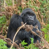  Bushokoro, Silverback Gorilla 3 (Congo)